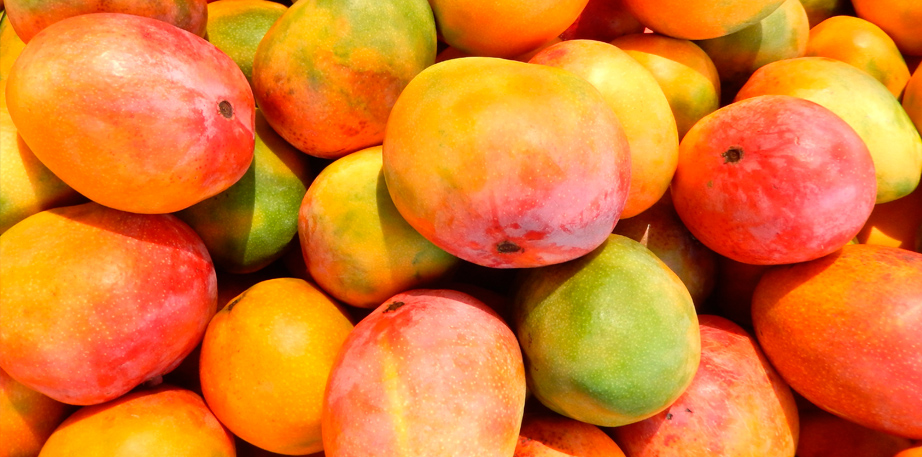 Mango superaría este año récord de US$ 260 millones en exportación, según ComexPerú