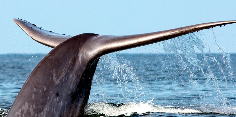 Desarrollan plataforma de monitoreo marítimo que protege a ballenas en la zona austral de Chile