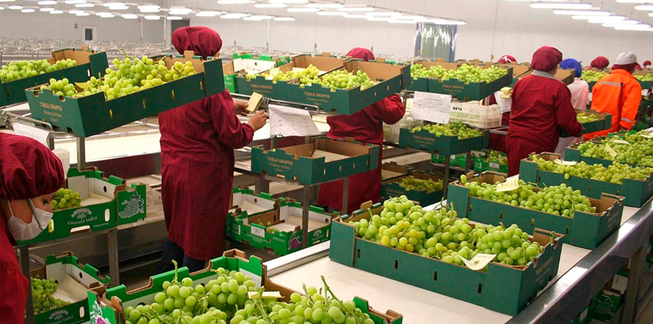 Exportación de frutas creció más de 11,6% en el primer semestre del 2023